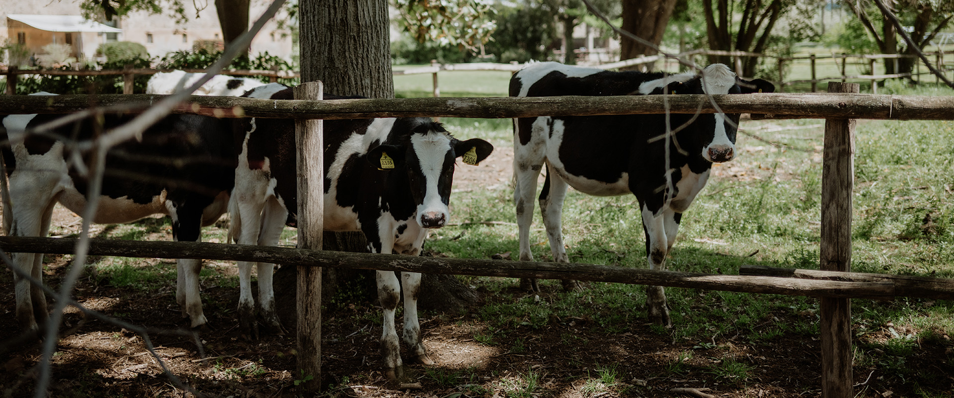 Tenuta Pantano Borghese